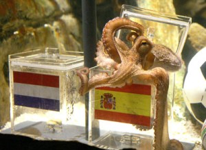 paul the octopus