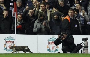 anfield-cat