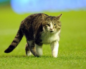 anfield-cats