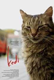 kedi