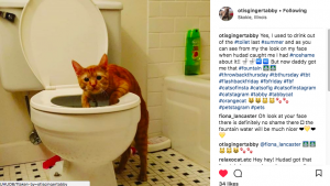 otis ginger tabby instagram