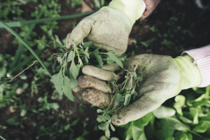 gardening hands